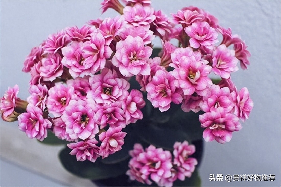 北方冬天适合养什么花，适合北方冬天养的花