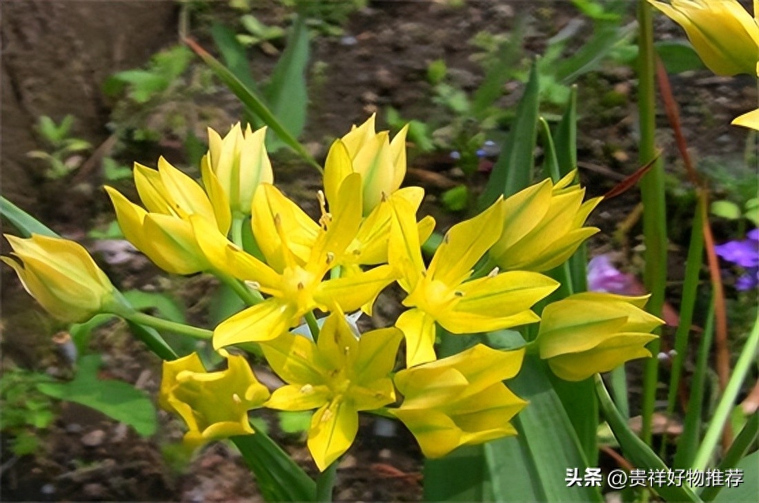 北方冬天适合养什么花，适合北方冬天养的花