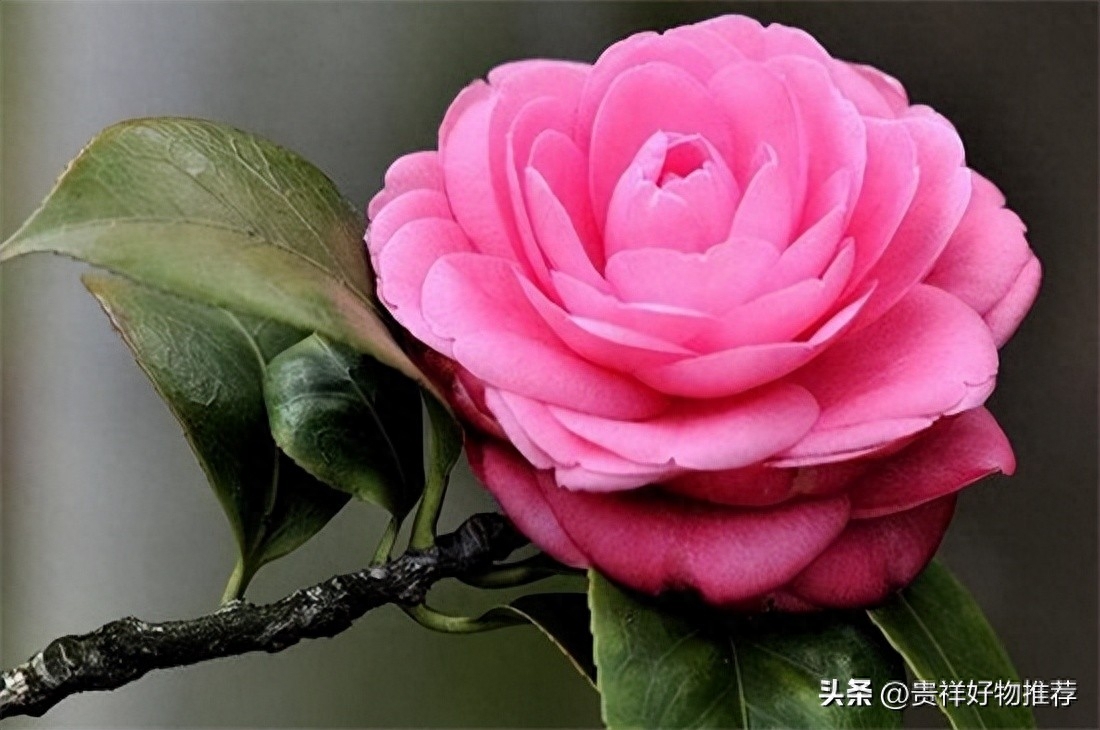 北方冬天适合养什么花，适合北方冬天养的花