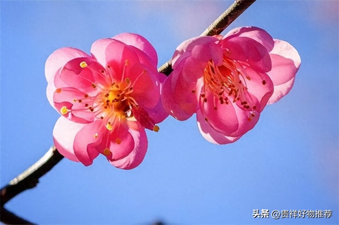 北方冬天适合养什么花，适合北方冬天养的花
