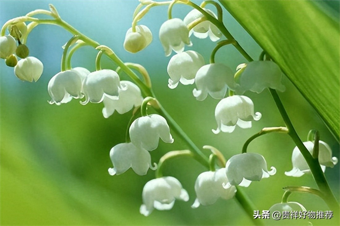 北方冬天适合养什么花，适合北方冬天养的花