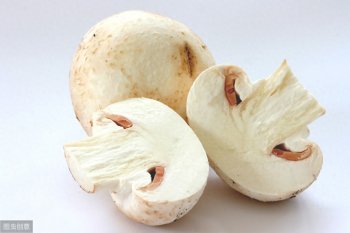 口蘑是什么蘑菇，口蘑的营养价值与功效