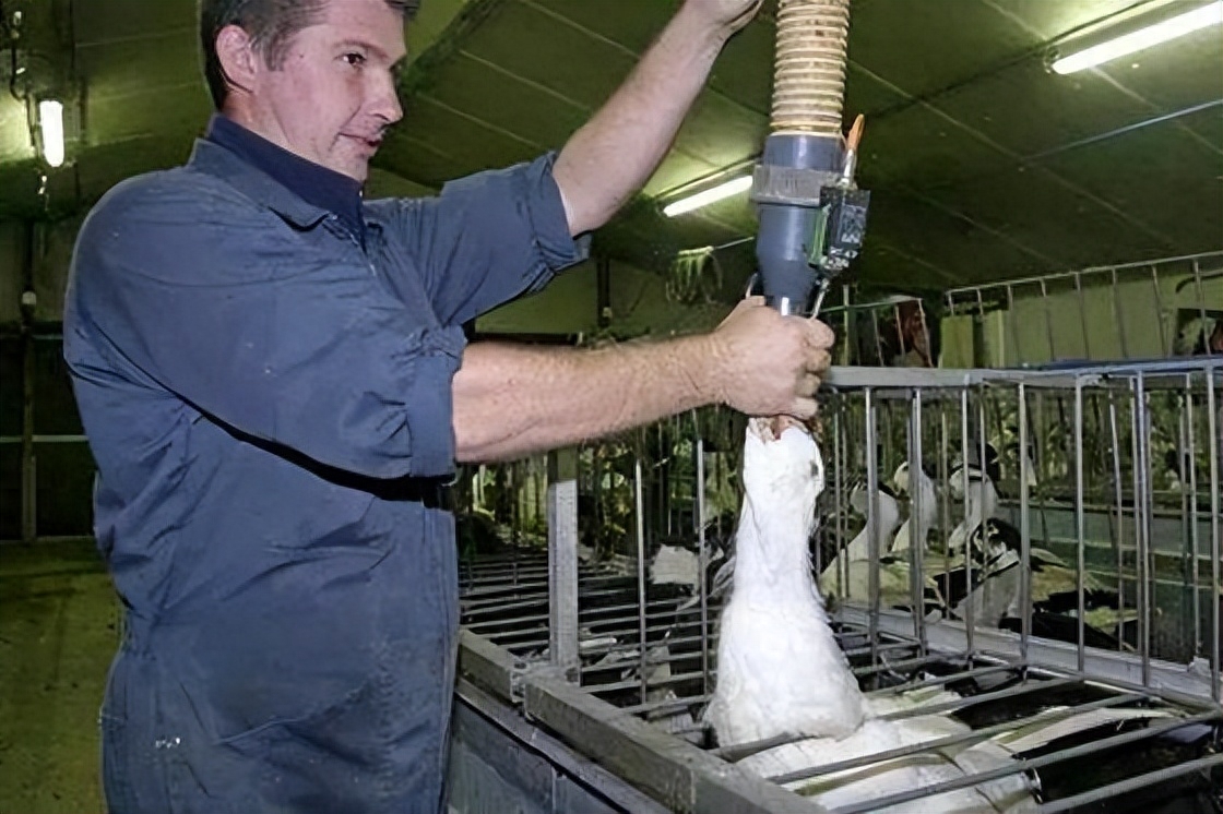 法式鹅肝是如何生产的，法式鹅肝制作过程