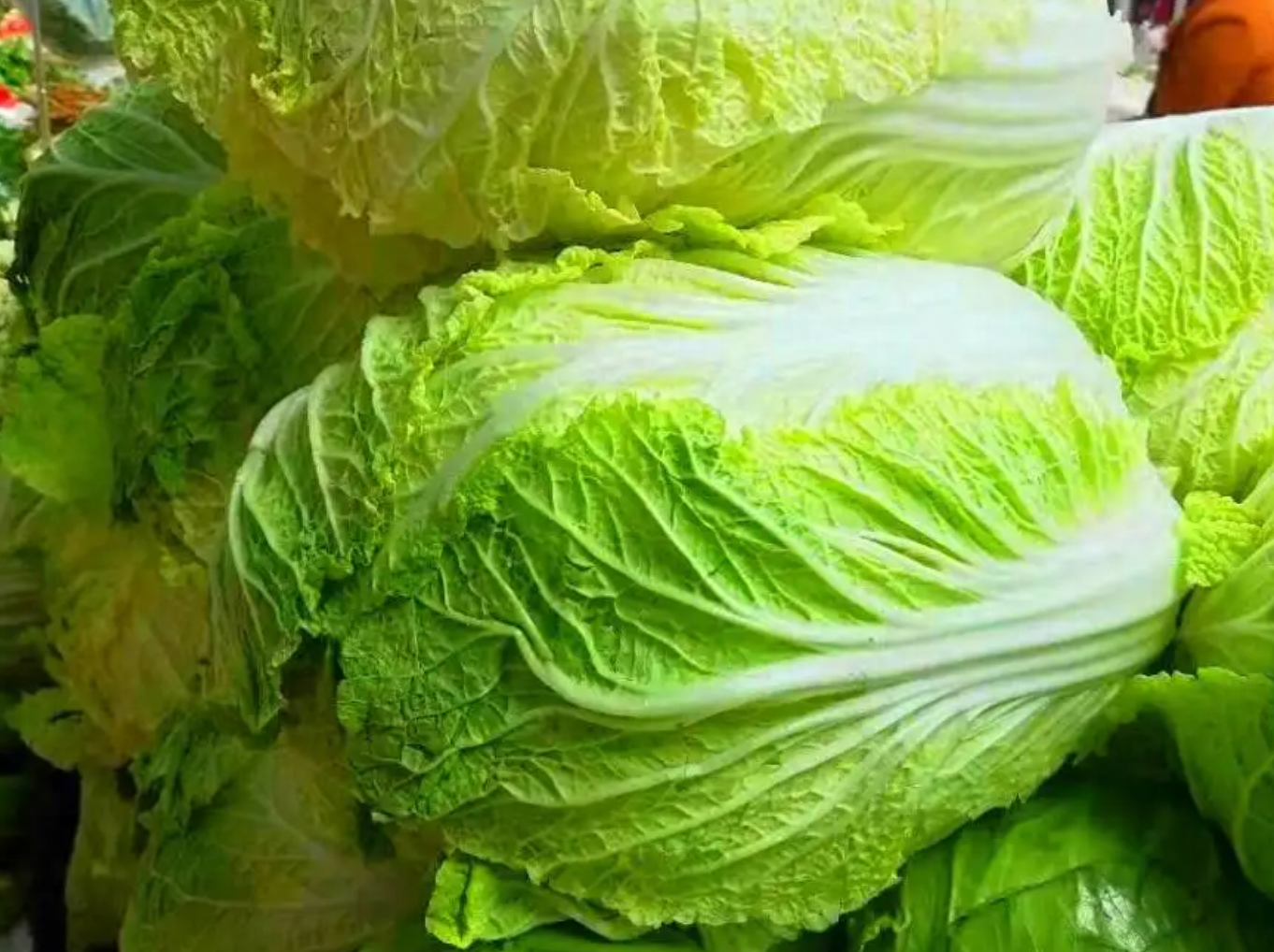 冬天白菜如何储存，储存大白菜的最佳方法