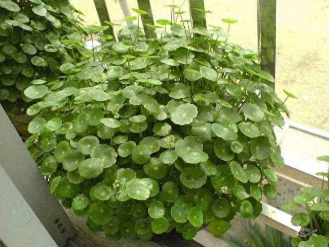 铜钱草要怎么养，铜钱草土养的正确方法
