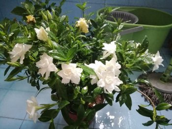 栀子花叶片发黄怎么办，如何补救