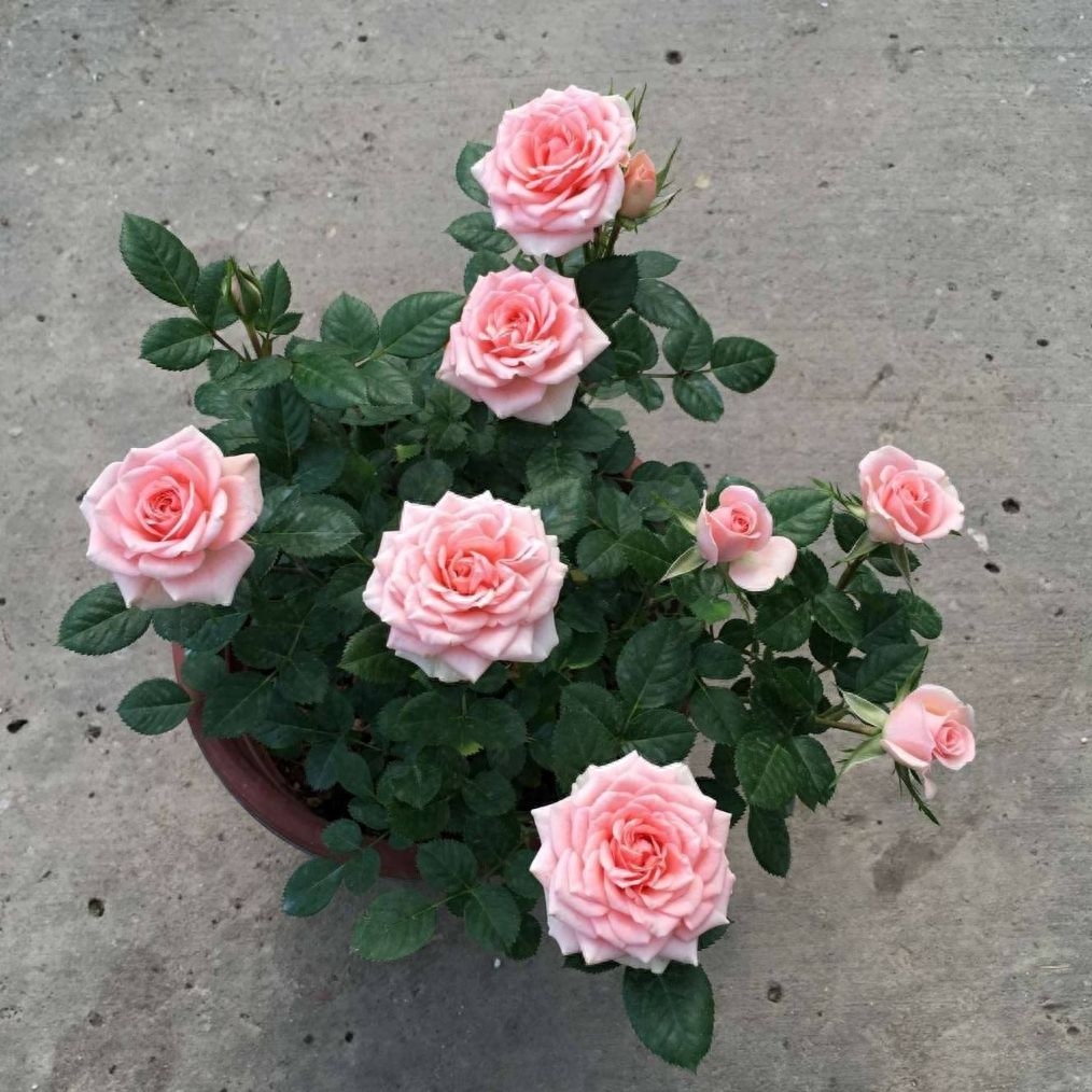 月季不开花什么原因，月季花的养殖方法