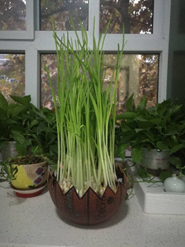 蒜黄怎么种植出来的，在家种蒜黄的正确过程