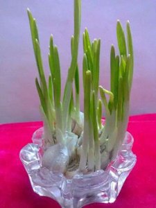 蒜黄怎么种植出来的，在家种蒜黄的正确过程