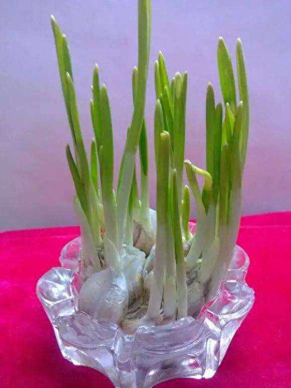 蒜黄怎么种植出来的，在家种蒜黄的正确过程
