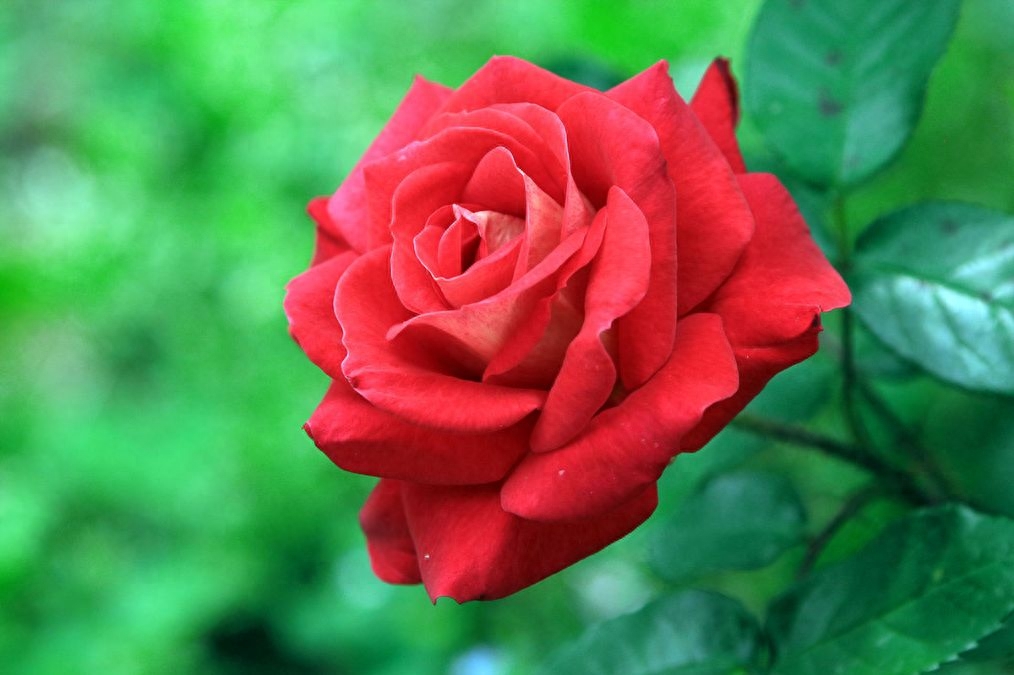 月季花花苞总是干枯，月季花蕾枯萎的原因