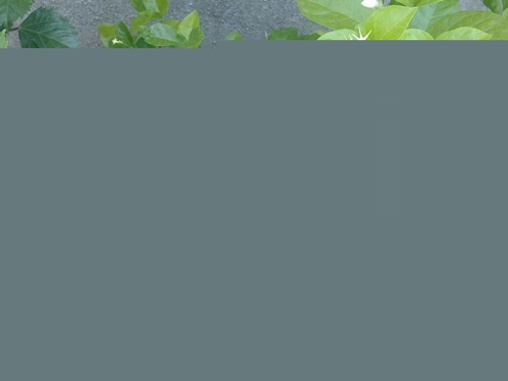 家里面有小飞虫怎么办，如何消灭家里的虫子