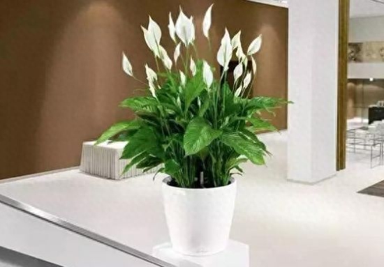 办公室适合养什么植物，办公室最吉利的绿植