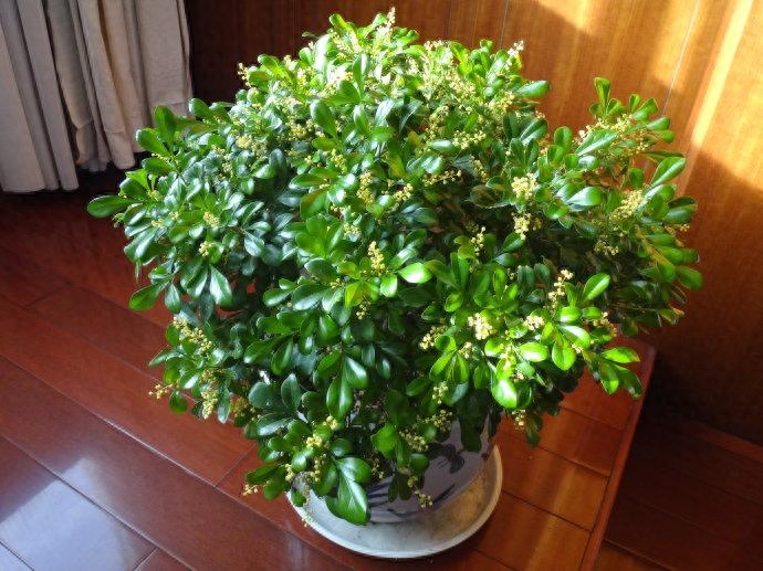 哪些植物有净化器的美称，什么植物被称为净化器