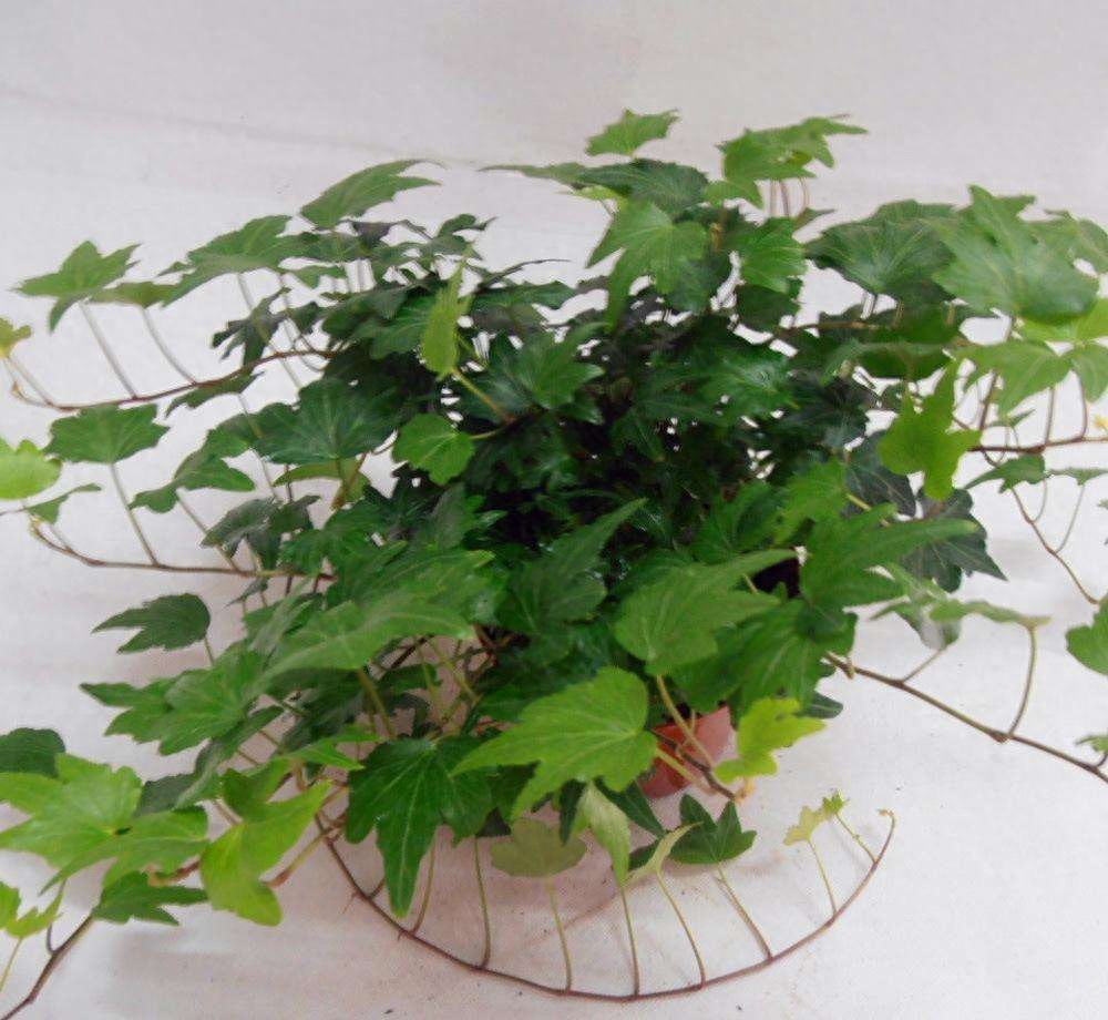 喜阴的植物有哪些，家里没光也能养的花卉