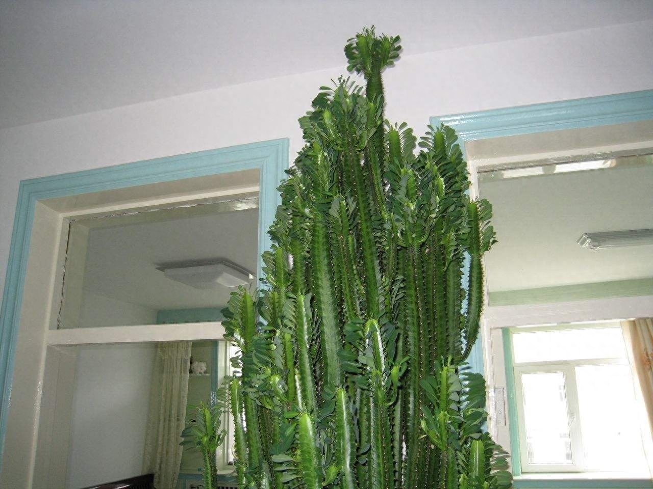 养龙骨花有什么讲究，龙骨花的养殖方法