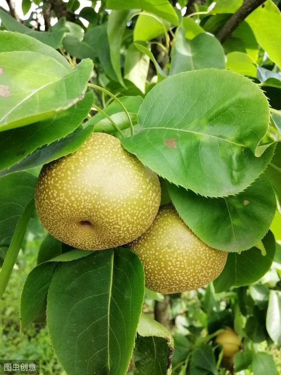 梨子的禁忌是什么，梨的饮食禁忌