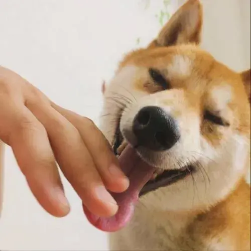 舔狗是什么意思，如何对待舔狗的行为