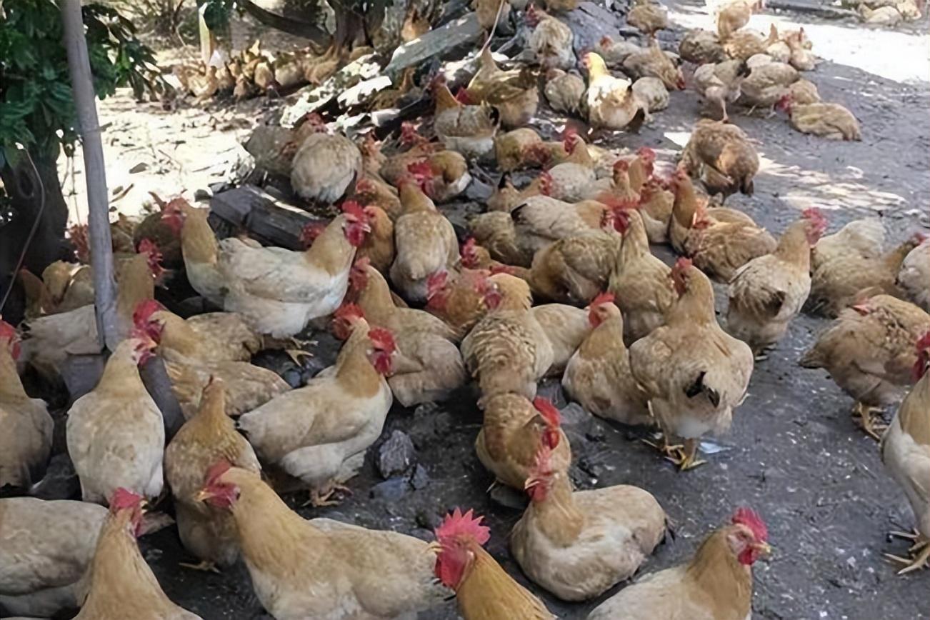怎么给鸡催肥？鸡用什么催肥效果好呢？