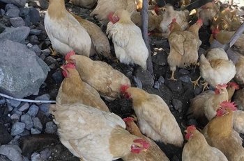 怎么给鸡催肥？鸡用什么催肥效果好呢？