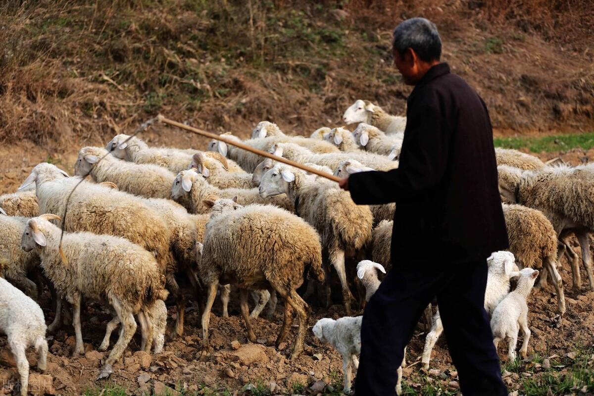 养羊挣钱还是贩羊挣钱？以下方法告诉你