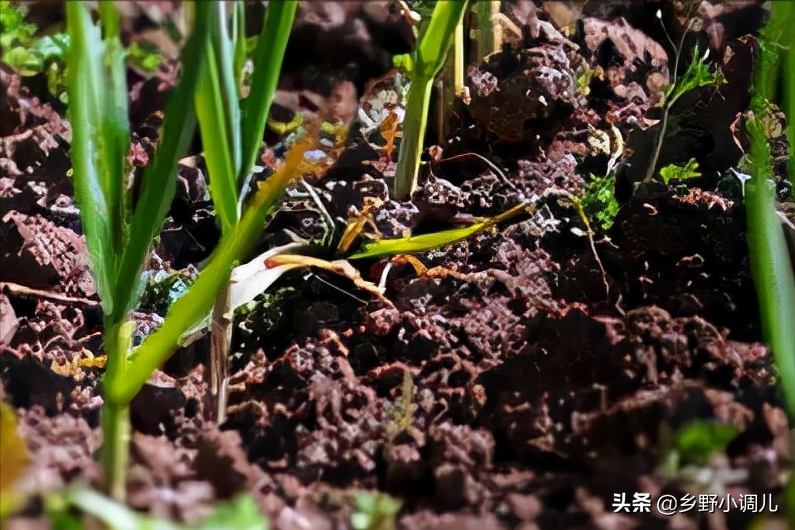 大蒜如何浇水？大蒜浇水的正确方法