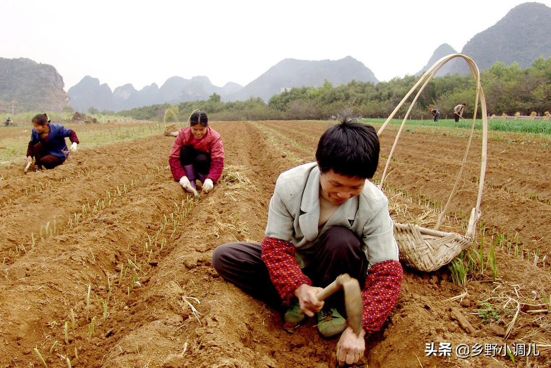 韭菜怎样移栽？以下方法告诉你