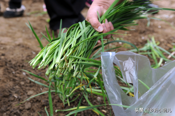 韭菜怎样移栽？以下方法告诉你