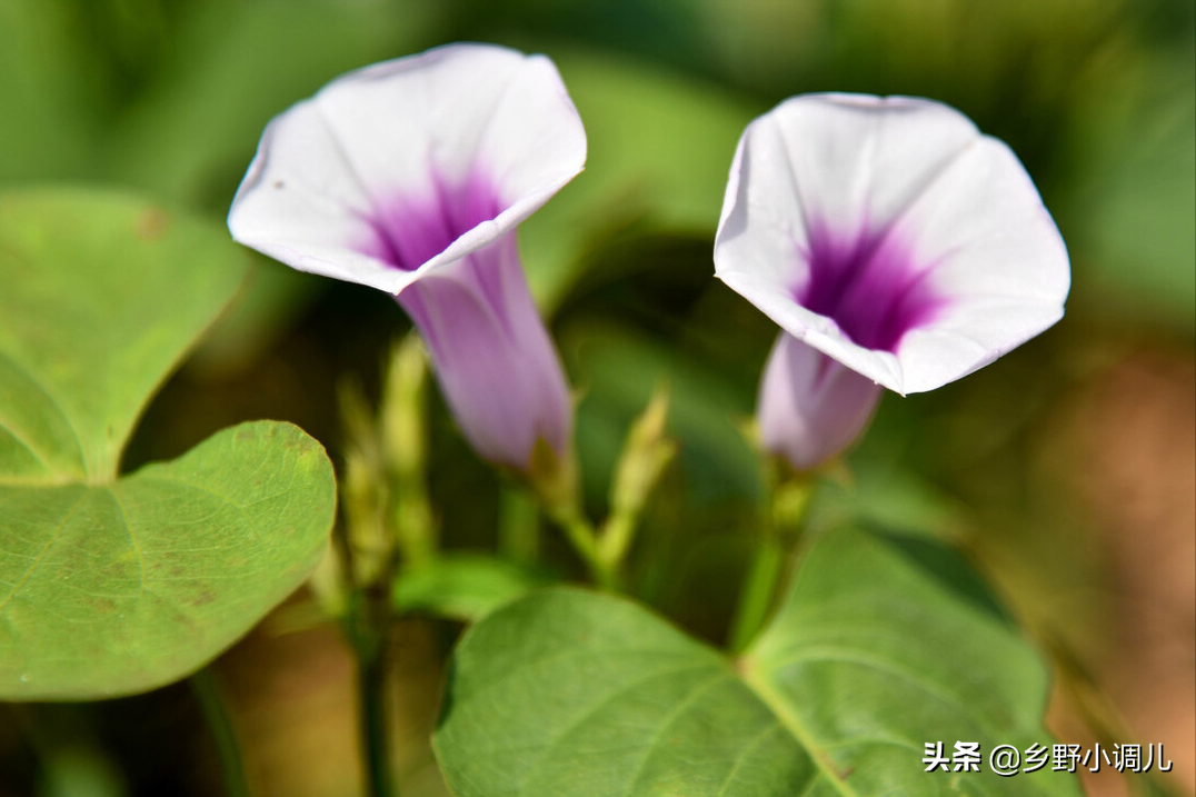 红薯开花是什么原因？红薯开花的原因