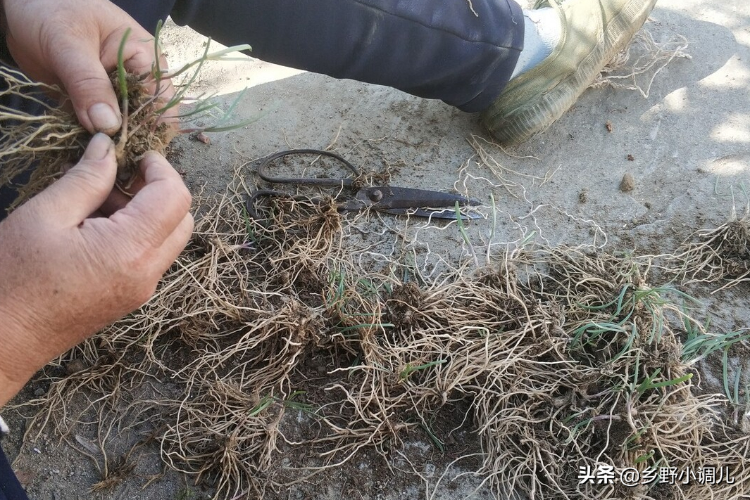 韭菜怎么种植？韭菜的种植方法
