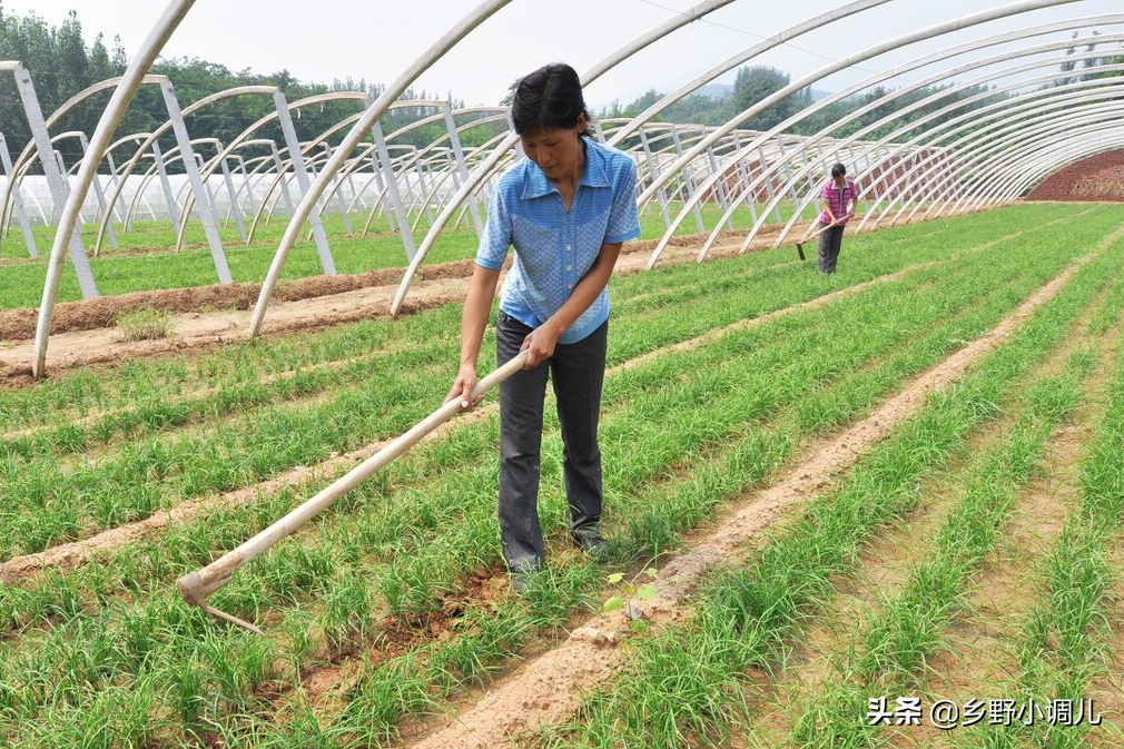 韭菜怎么种植？韭菜的种植方法
