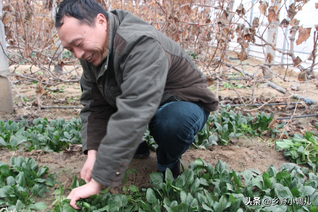 菠菜的种植方法是什么？菠菜的种植方法