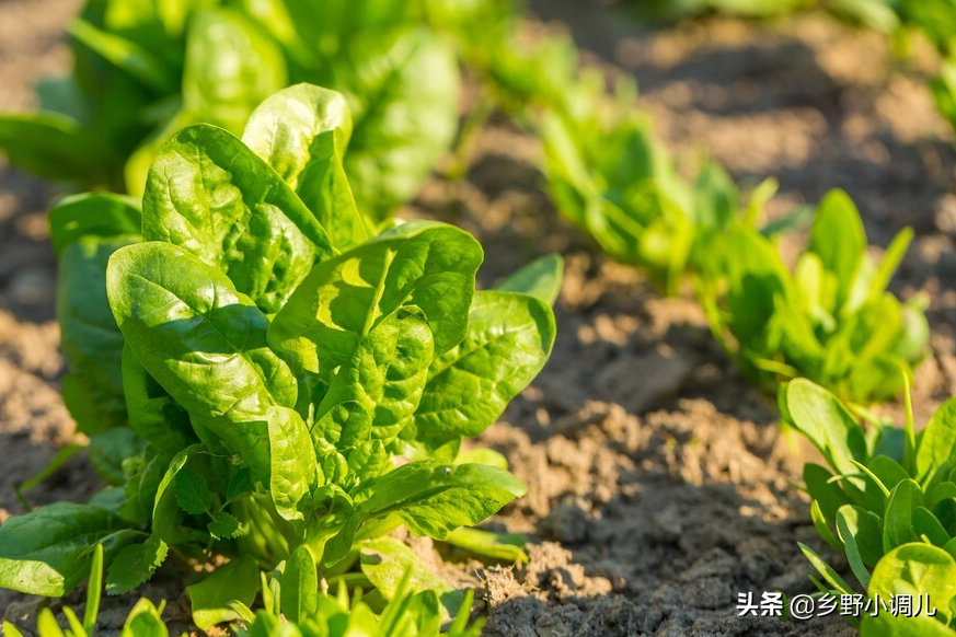 菠菜的种植方法是什么？菠菜的种植方法