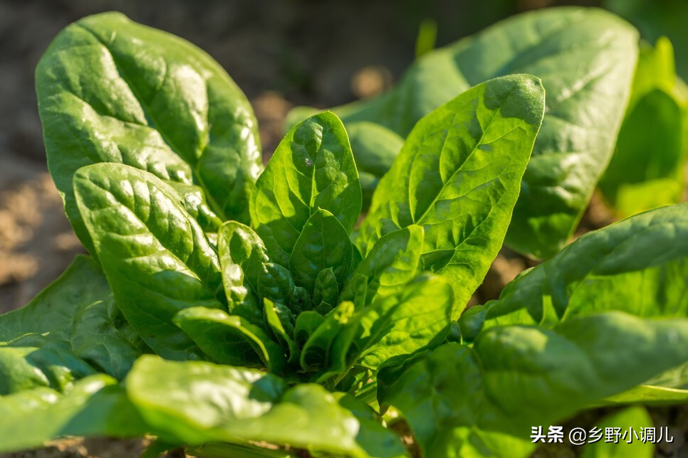 菠菜的种植方法是什么？菠菜的种植方法