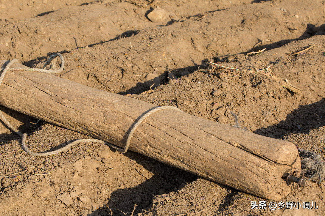 菠菜的种植方法是什么？菠菜的种植方法