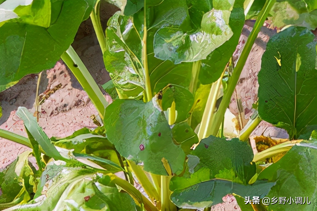 大树下种什么菜好？适合大树下种的菜
