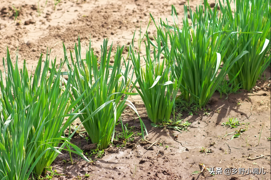 大树下种什么菜好？适合大树下种的菜