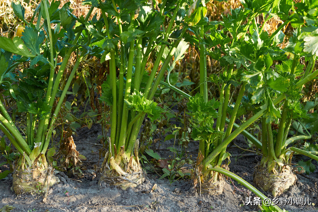 大树下种什么菜好？适合大树下种的菜
