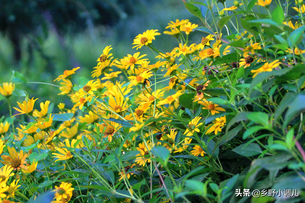 大树下种什么菜好？适合大树下种的菜