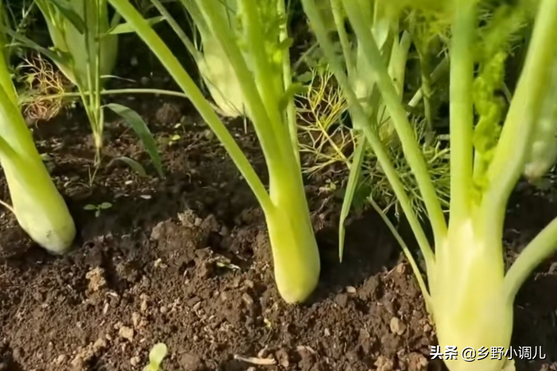 茴香什么时间种？你知道吗？