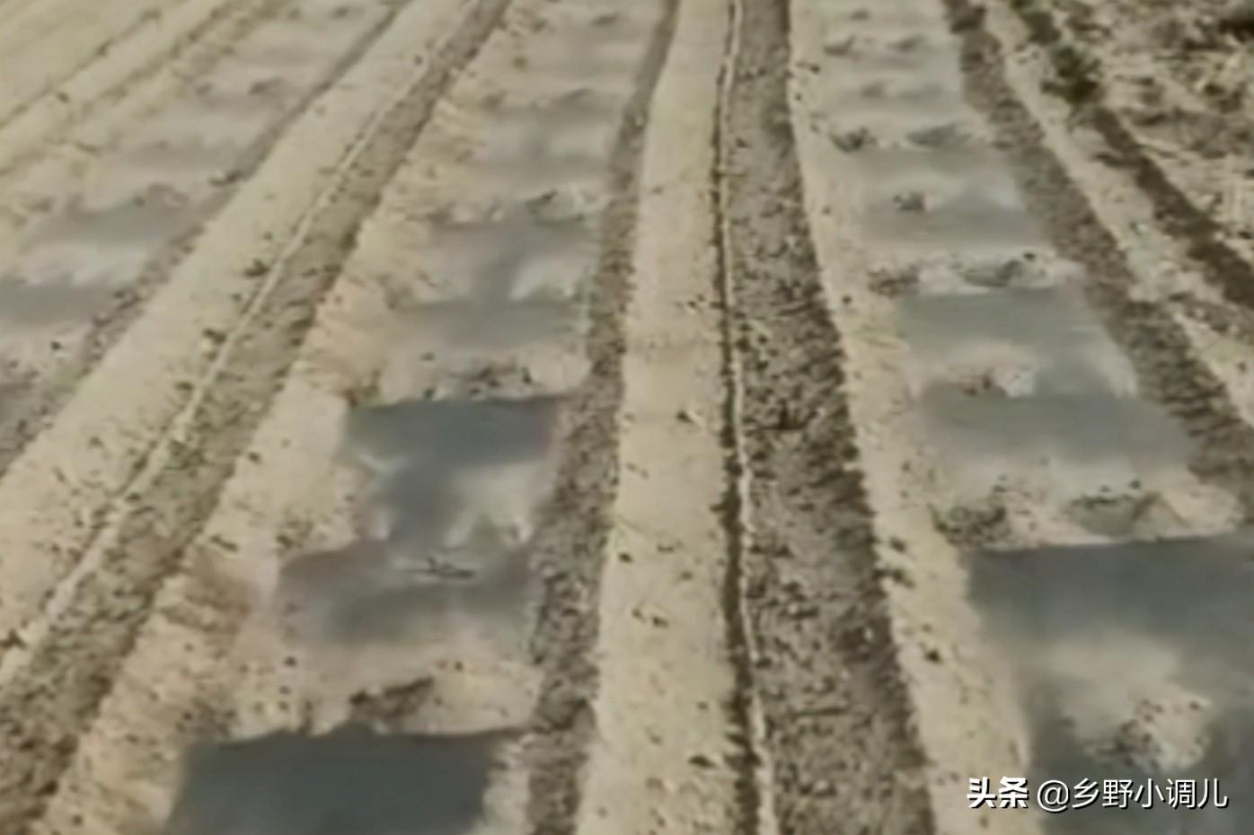 茴香什么时间种？你知道吗？