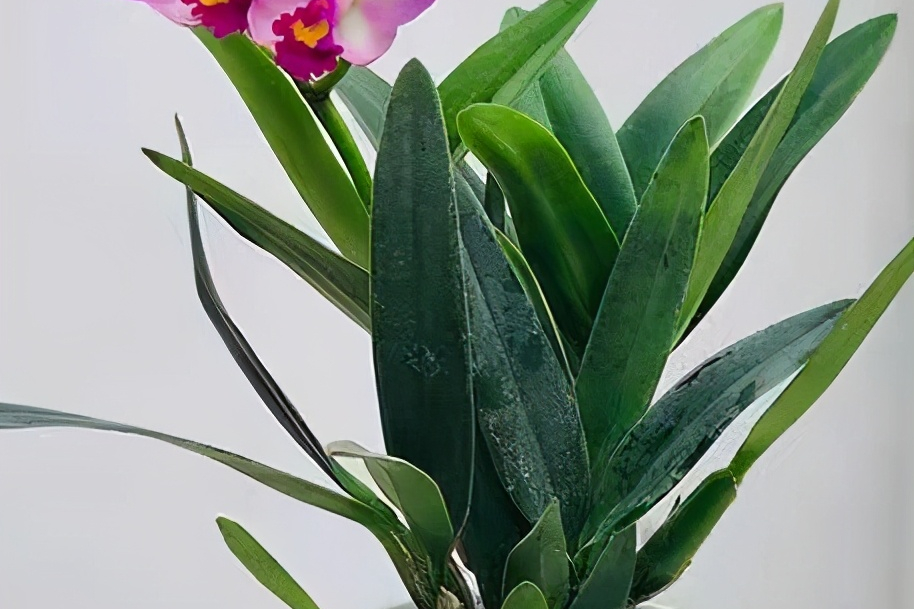 卡特兰花怎样养殖？卡特兰花的养殖方法
