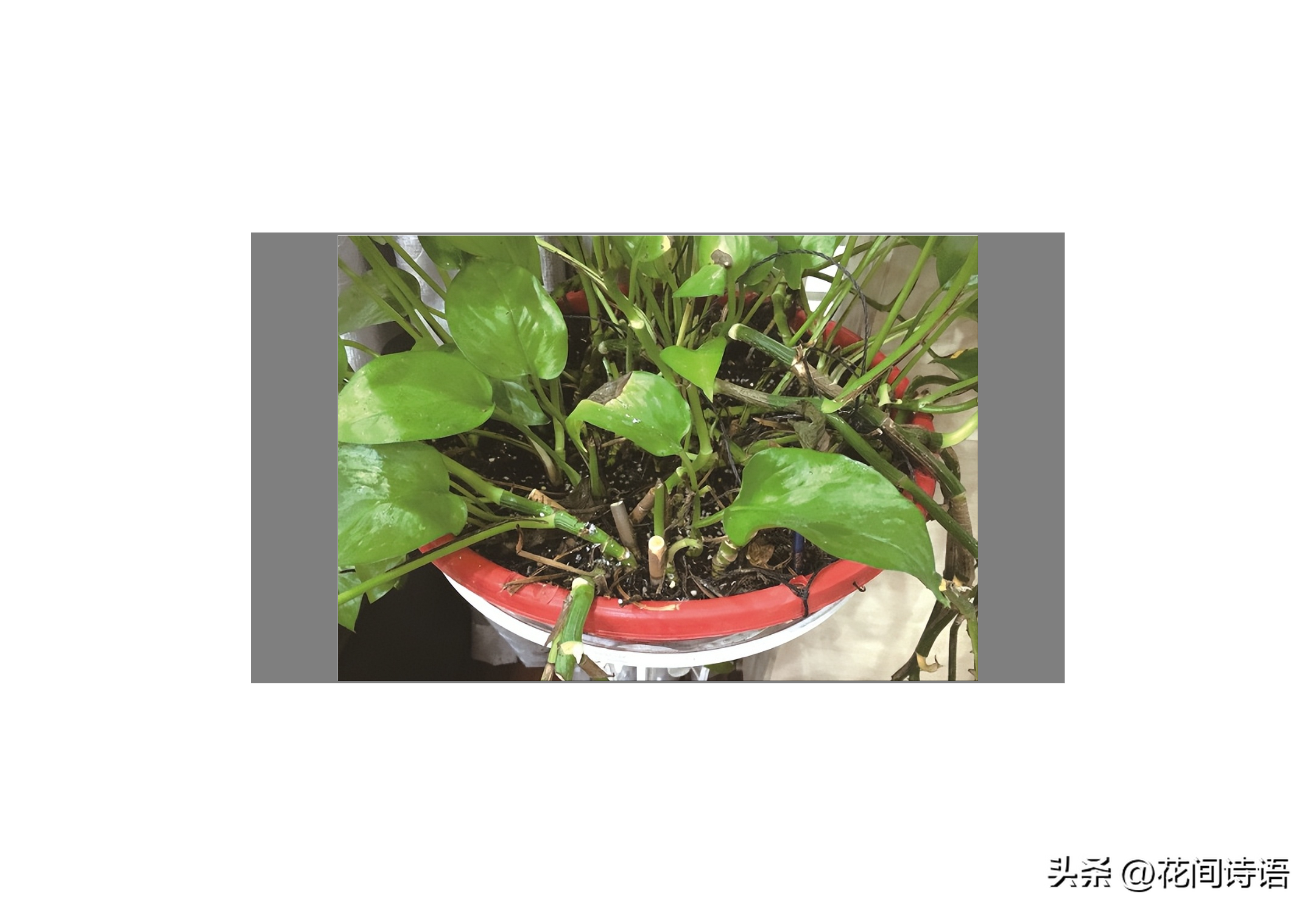 养花有哪些小妙招？养花必知的20个小妙招