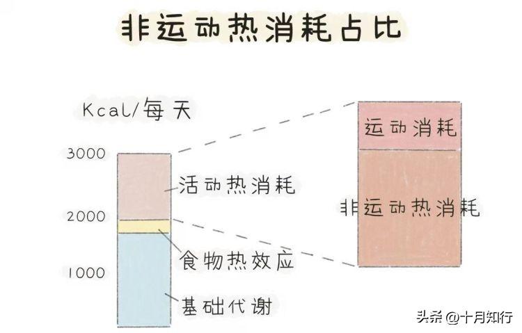 为什么少吃多动却不瘦？如何让减脂进行到底？