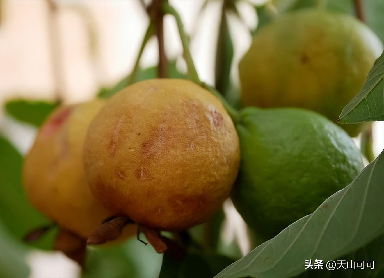 潘石榴与石榴有区别吗？潘石榴与石榴的区别