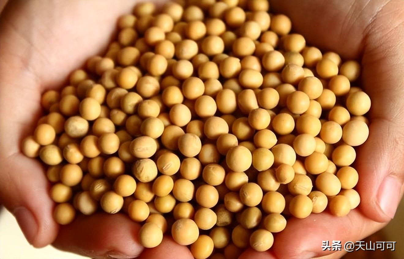 转基因和非转基因大豆有区别吗？转基因和非转基因大豆的区别