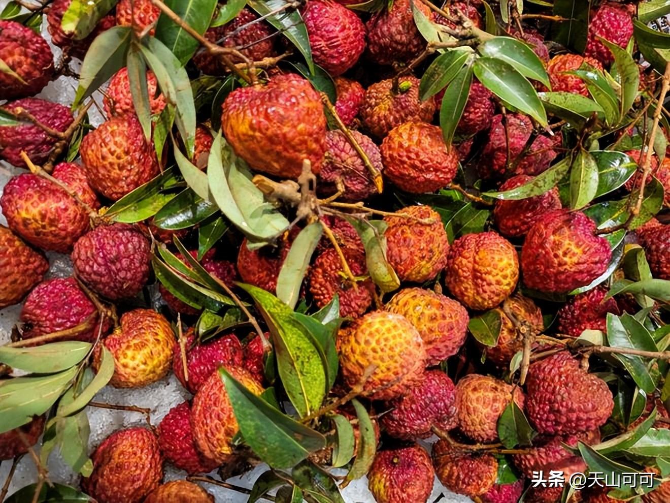 龙眼和荔枝有区别吗？龙眼和荔枝的区别