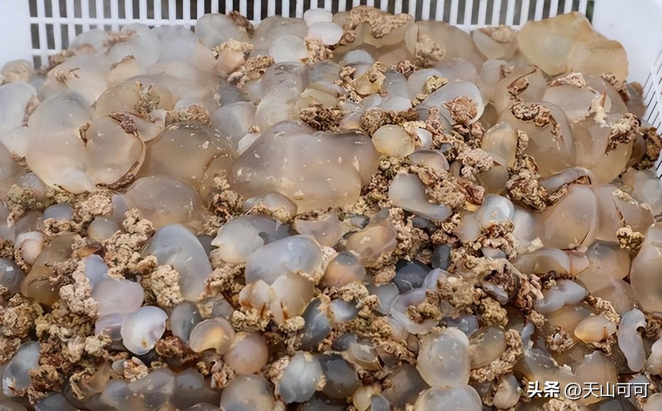 水母和海蜇有区别吗？水母和海蜇的区别