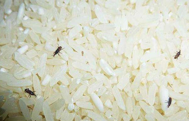 怎么预防米虫呢？大米里生虫怎么办？