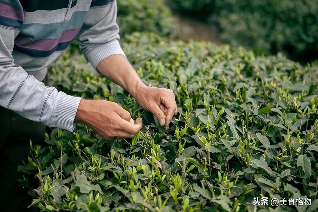 中国哪里茶叶最出名？全国哪的茶叶最好喝？